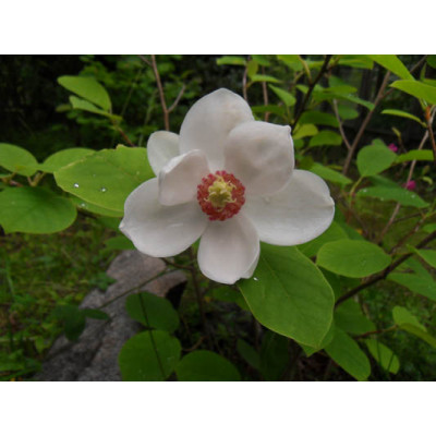 Pensasmagnolia (Magnolia sieboldii)